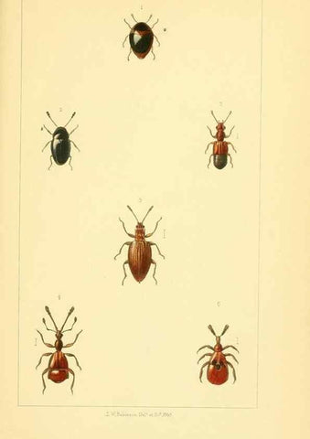 Reproducción/Reproduction 49534634943: British beetles: an introduction to the study of our indigenous Coleoptera.. London,L. Reeve & Co.,1866.. 