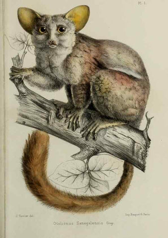 Reproducción/Reproduction 49552093921: Faune de la Sénégambie. Paris :O. Doin,1883-1887.. 