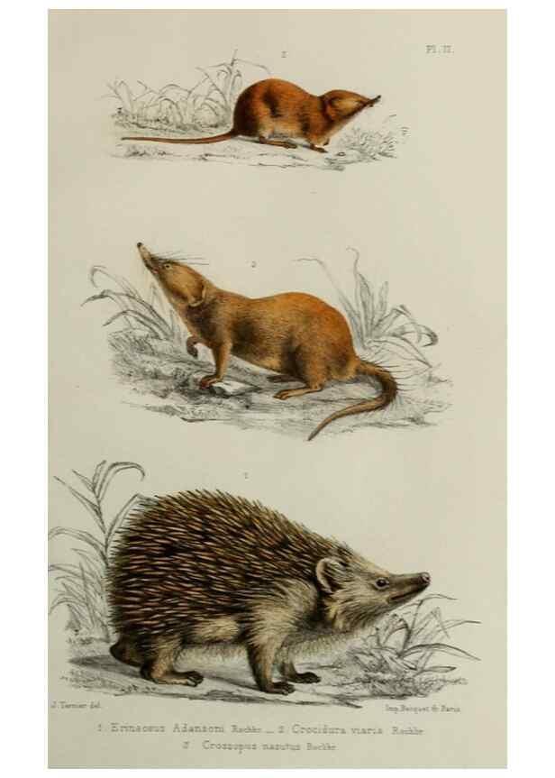 Reproducción/Reproduction 49551598003: Faune de la Sénégambie. Paris :O. Doin,1883-1887.. 