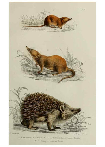 Reproducción/Reproduction 49551598003: Faune de la Sénégambie. Paris :O. Doin,1883-1887.. 