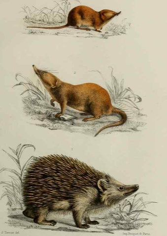 Reproducción/Reproduction 49551598003: Faune de la Sénégambie. Paris :O. Doin,1883-1887.. 