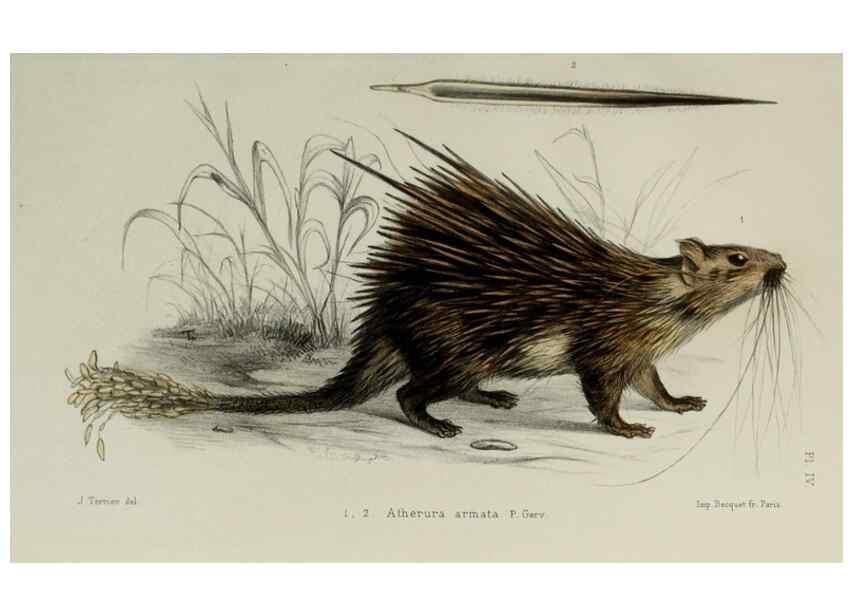 Reproducción/Reproduction 49551598478: Faune de la Sénégambie. Paris :O. Doin,1883-1887.. 