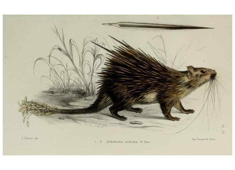 Reproducción/Reproduction 49551598478: Faune de la Sénégambie. Paris :O. Doin,1883-1887.. 