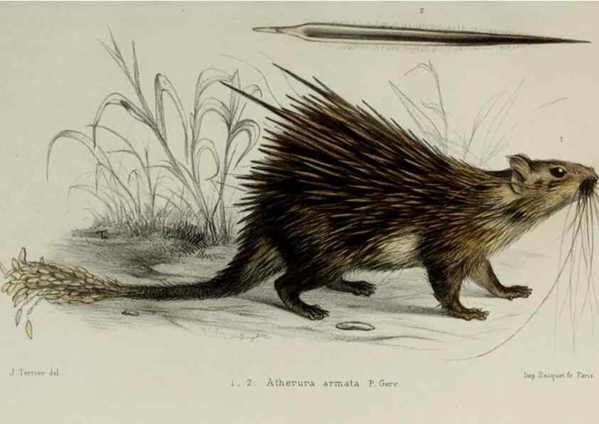 Reproducción/Reproduction 49551598478: Faune de la Sénégambie. Paris :O. Doin,1883-1887.. 