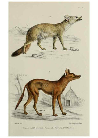 Reproducción/Reproduction 49552094926: Faune de la Sénégambie. Paris :O. Doin,1883-1887.. 