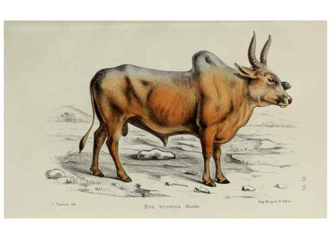 Reproducción/Reproduction 49552332952: Faune de la Sénégambie. Paris :O. Doin,1883-1887.. 