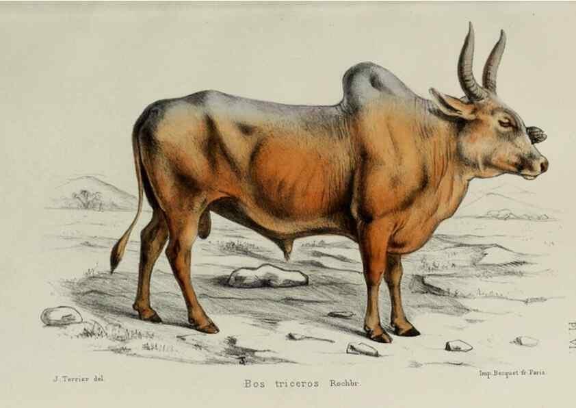 Reproducción/Reproduction 49552332952: Faune de la Sénégambie. Paris :O. Doin,1883-1887.. 