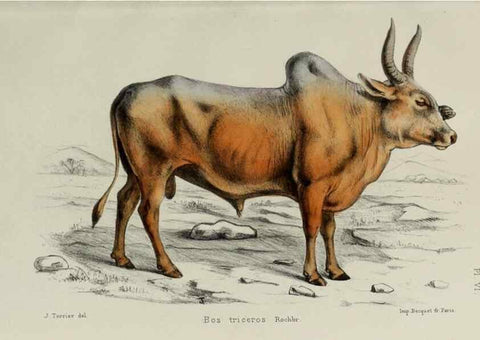 Reproducción/Reproduction 49552332952: Faune de la Sénégambie. Paris :O. Doin,1883-1887.. 