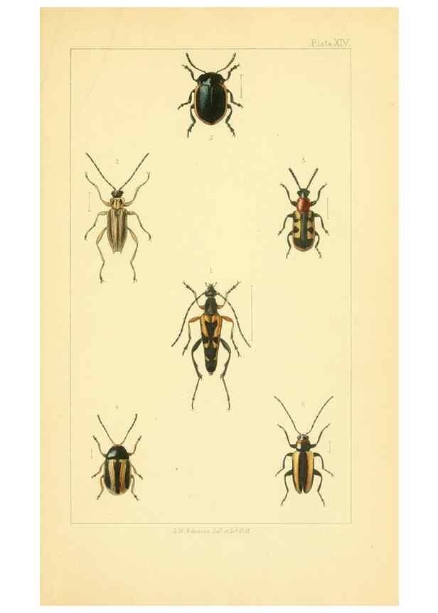 Reproducción/Reproduction 49535129886: British beetles: an introduction to the study of our indigenous Coleoptera.. London,L. Reeve & Co.,1866.. 
