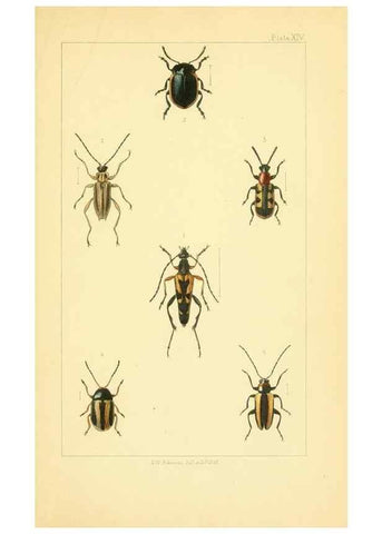 Reproducción/Reproduction 49535129886: British beetles: an introduction to the study of our indigenous Coleoptera.. London,L. Reeve & Co.,1866.. 