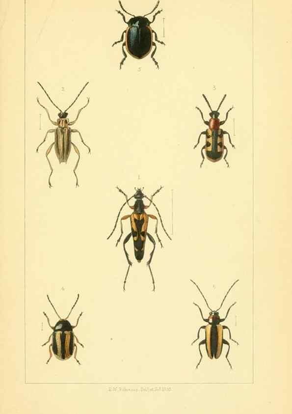 Reproducción/Reproduction 49535129886: British beetles: an introduction to the study of our indigenous Coleoptera.. London,L. Reeve & Co.,1866.. 