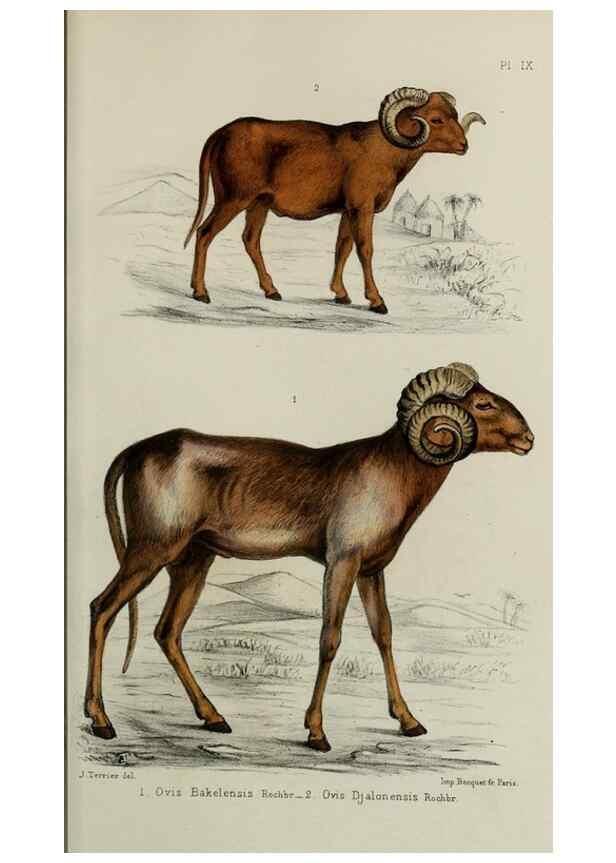 Reproducción/Reproduction 49552096126: Faune de la Sénégambie. Paris :O. Doin,1883-1887.. 
