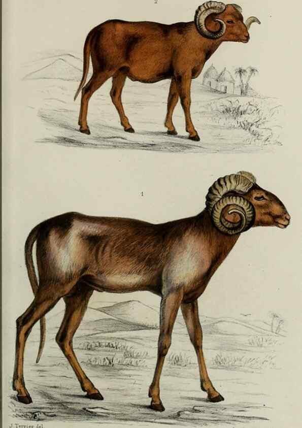 Reproducción/Reproduction 49552096126: Faune de la Sénégambie. Paris :O. Doin,1883-1887.. 