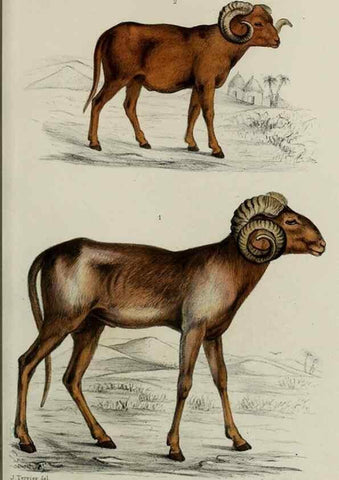 Reproducción/Reproduction 49552096126: Faune de la Sénégambie. Paris :O. Doin,1883-1887.. 
