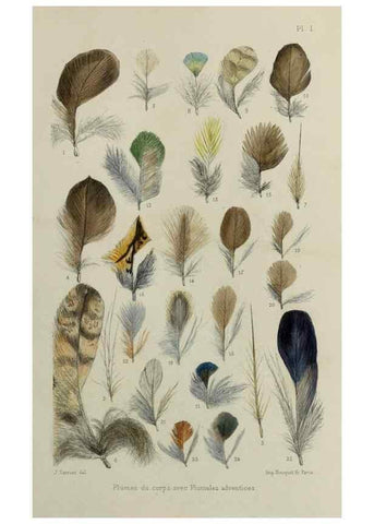 Reproducción/Reproduction 49552333912: Faune de la Sénégambie. Paris :O. Doin,1883-1887.. 