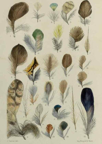 Reproducción/Reproduction 49552333912: Faune de la Sénégambie. Paris :O. Doin,1883-1887.. 