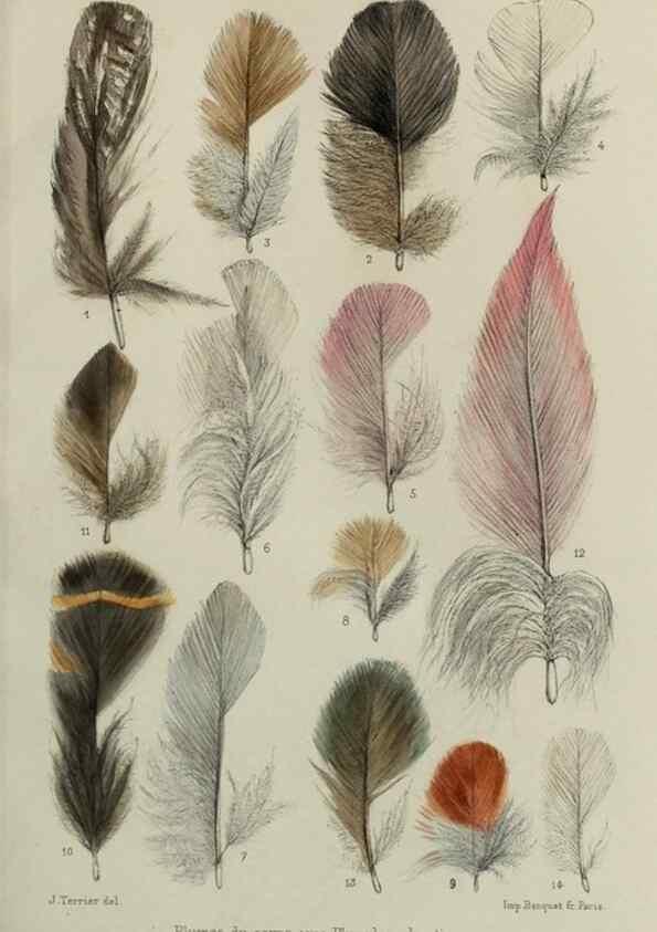 Reproducción/Reproduction 49552334267: Faune de la Sénégambie. Paris :O. Doin,1883-1887.. 