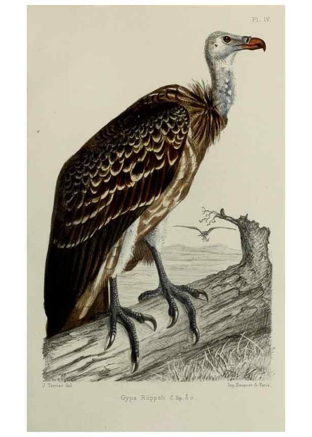 Reproducción/Reproduction 49552096806: Faune de la Sénégambie. Paris :O. Doin,1883-1887.. 