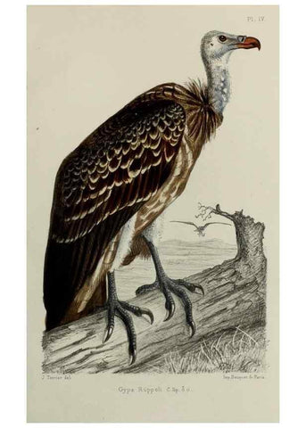 Reproducción/Reproduction 49552096806: Faune de la Sénégambie. Paris :O. Doin,1883-1887.. 