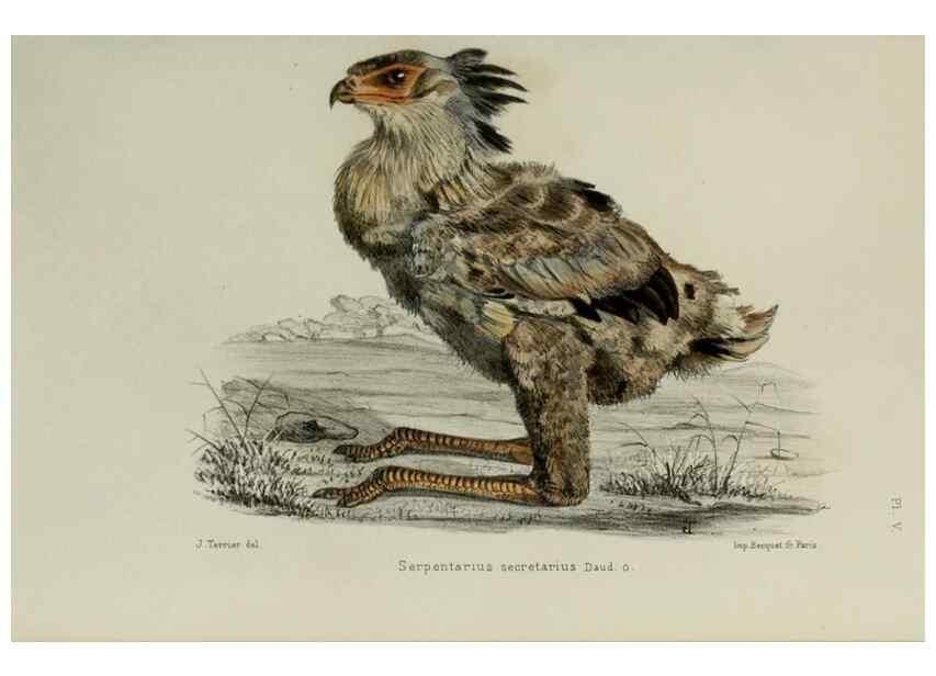 Reproducción/Reproduction 49552096971: Faune de la Sénégambie. Paris :O. Doin,1883-1887.. 