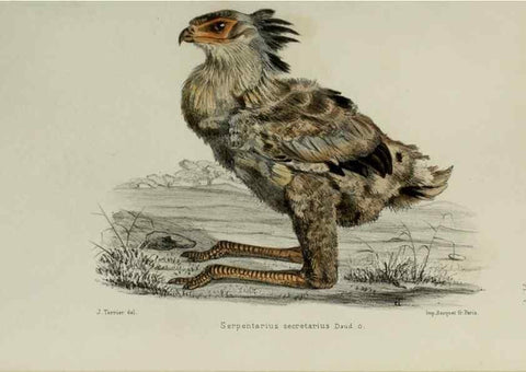 Reproducción/Reproduction 49552096971: Faune de la Sénégambie. Paris :O. Doin,1883-1887.. 