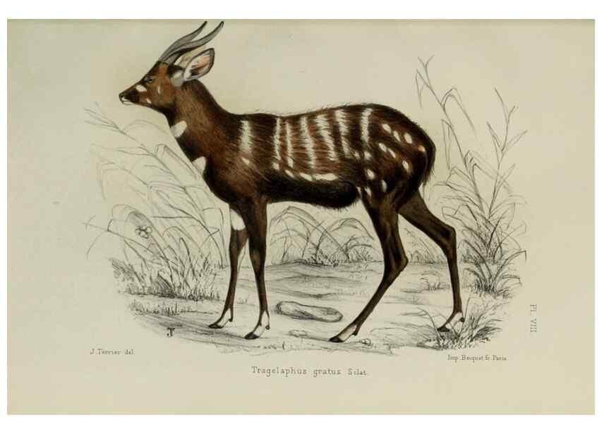 Reproducción/Reproduction 49552095916: Faune de la Sénégambie. Paris :O. Doin,1883-1887.. 