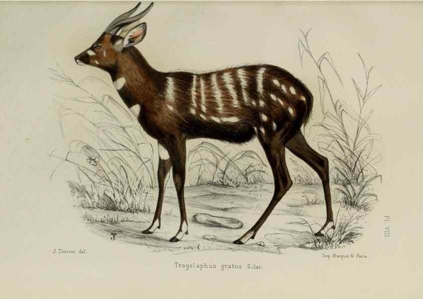 Reproducción/Reproduction 49552095916: Faune de la Sénégambie. Paris :O. Doin,1883-1887.. 