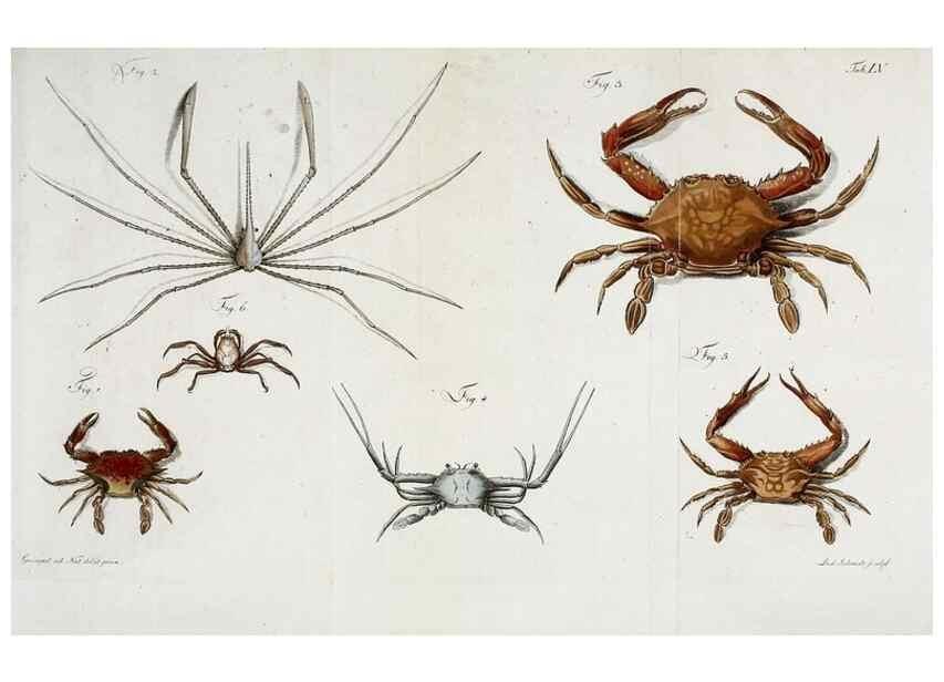 Reproducción/Reproduction 49534357833: Versuch einer Naturgeschichte der Krabben und Krebse :. Berlin ;Bei Gottlieb August Lange,1782-1804.. 
