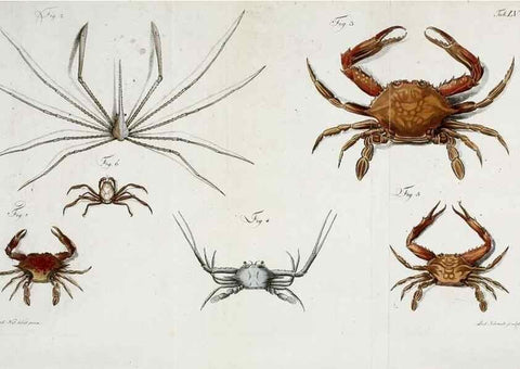 Reproducción/Reproduction 49534357833: Versuch einer Naturgeschichte der Krabben und Krebse :. Berlin ;Bei Gottlieb August Lange,1782-1804.. 