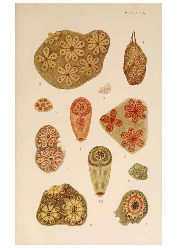 Reproducción/Reproduction 49551718903: The British Tunicata;. London,Printed for the Ray society,1905-12.. 