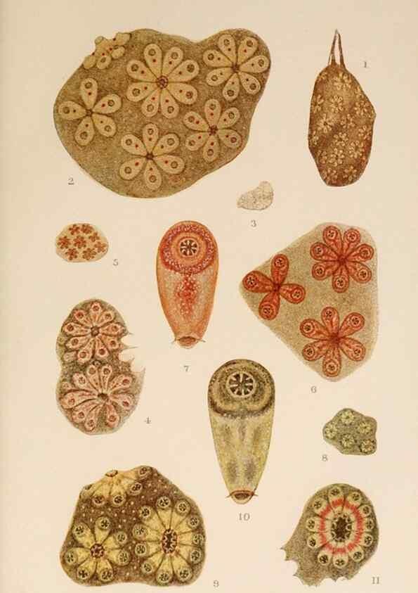 Reproducción/Reproduction 49551718903: The British Tunicata;. London,Printed for the Ray society,1905-12.. 