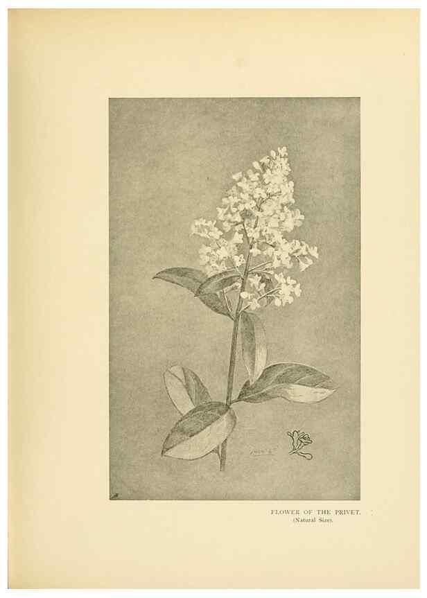 Reproducción/Reproduction 49553719502: British trees /. London :Hutchinson,1907.. 