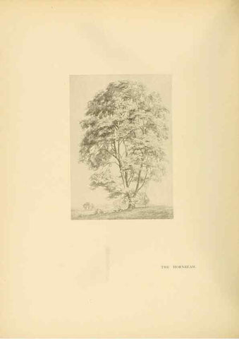 Reproducción/Reproduction 49552984193: British trees /. London :Hutchinson,1907.. 