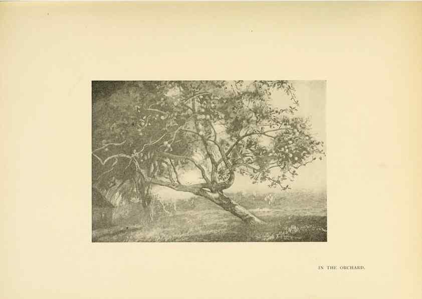 Reproducción/Reproduction 49552981028: British trees /. London :Hutchinson,1907.. 