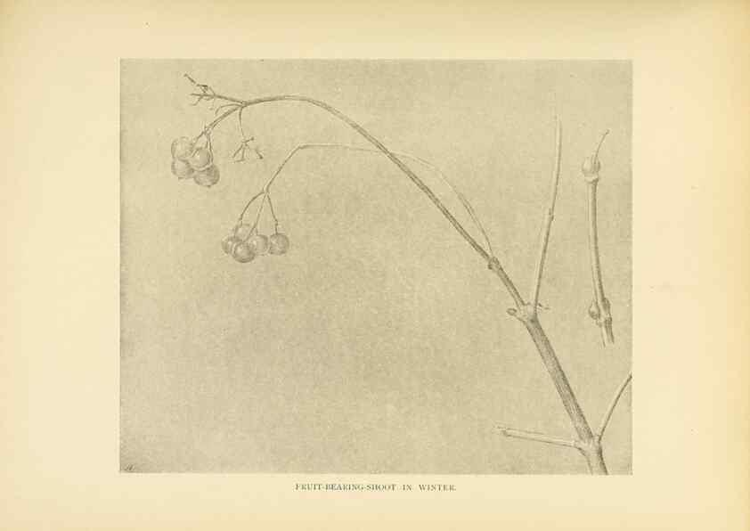 Reproducción/Reproduction 49553471446: British trees /. London :Hutchinson,1907.. 
