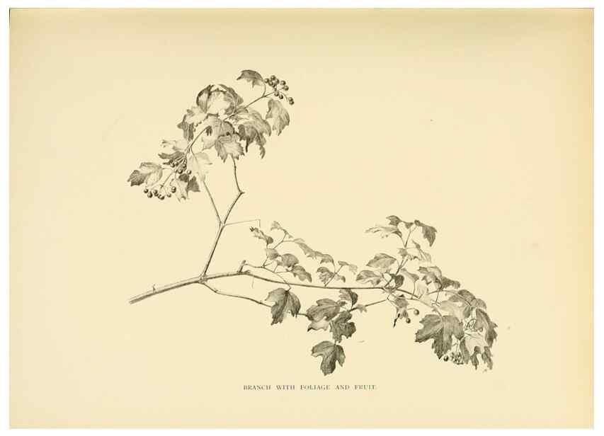 Reproducción/Reproduction 49553472661: British trees /. London :Hutchinson,1907.. 