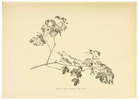 Reproducción/Reproduction 49553472661: British trees /. London :Hutchinson,1907.. 