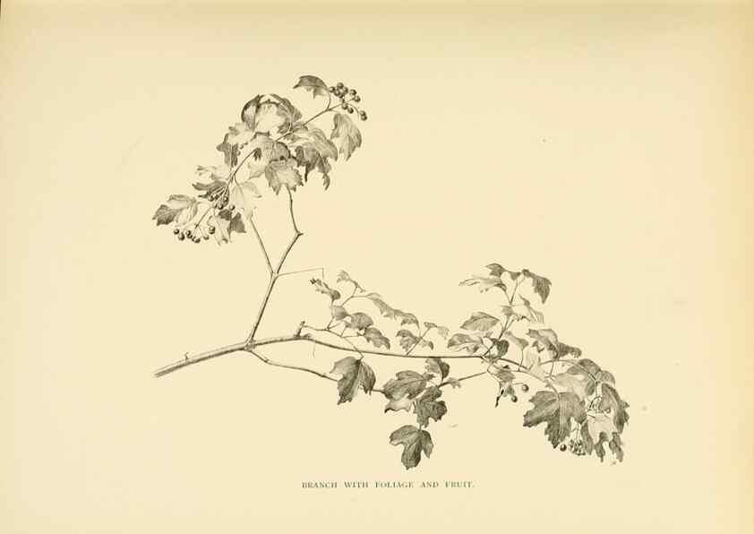 Reproducción/Reproduction 49553472661: British trees /. London :Hutchinson,1907.. 