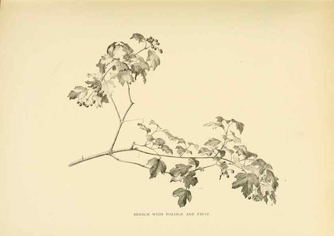 Reproducción/Reproduction 49553472661: British trees /. London :Hutchinson,1907.. 