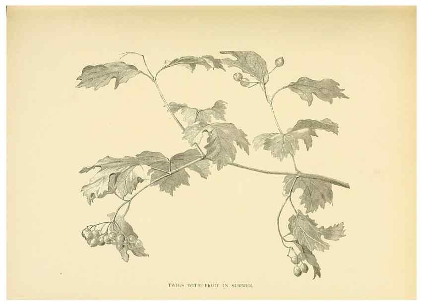Reproducción/Reproduction 49552978758: British trees /. London :Hutchinson,1907.. 