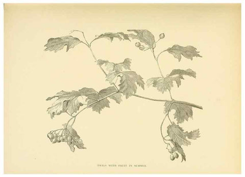 Reproducción/Reproduction 49552978758: British trees /. London :Hutchinson,1907.. 