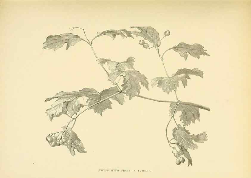 Reproducción/Reproduction 49552978758: British trees /. London :Hutchinson,1907.. 