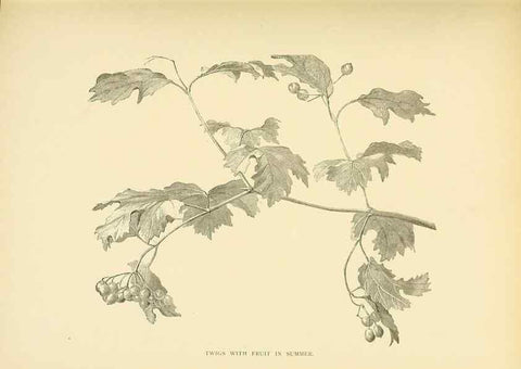 Reproducción/Reproduction 49552978758: British trees /. London :Hutchinson,1907.. 
