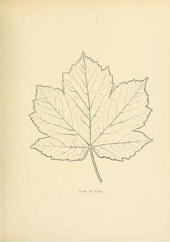 Reproducción/Reproduction 49553471021: British trees /. London :Hutchinson,1907.. 
