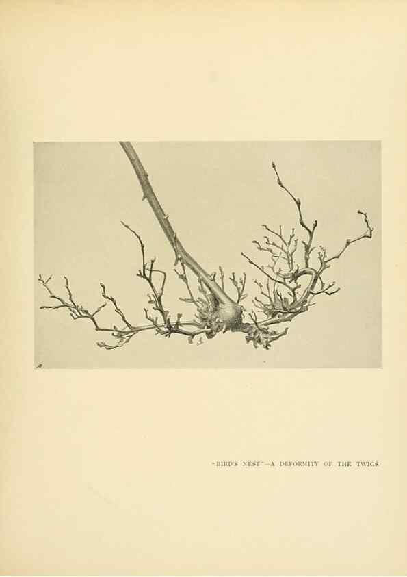 Reproducción/Reproduction 49552986178: British trees /. London :Hutchinson,1907.. 