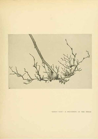 Reproducción/Reproduction 49552986178: British trees /. London :Hutchinson,1907.. 