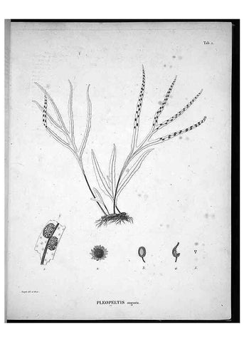 Reproducción/Reproduction 49556608077: Nova genera et species plantarum :. Antverpiae :Ex officina Christophori Plantini ...,1576.. 