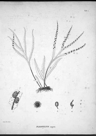 Reproducción/Reproduction 49556608077: Nova genera et species plantarum :. Antverpiae :Ex officina Christophori Plantini ...,1576.. 