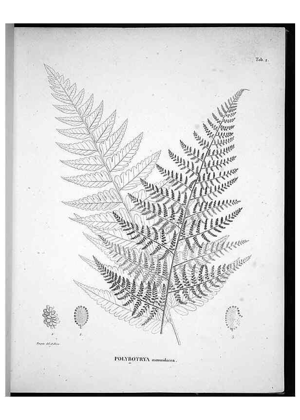 Reproducción/Reproduction 49555877168: Nova genera et species plantarum :. Antverpiae :Ex officina Christophori Plantini ...,1576.. 