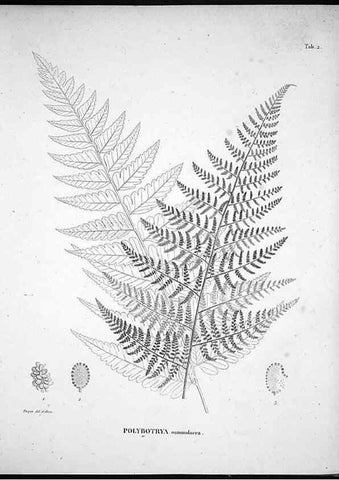 Reproducción/Reproduction 49555877168: Nova genera et species plantarum :. Antverpiae :Ex officina Christophori Plantini ...,1576.. 
